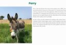 Perry, el burro real que inspiró al icónico personaje de «Shrek», muere a los 30 años